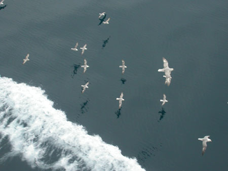 Northern Fulmars in Flight