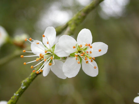 Prunus sp, Surrey