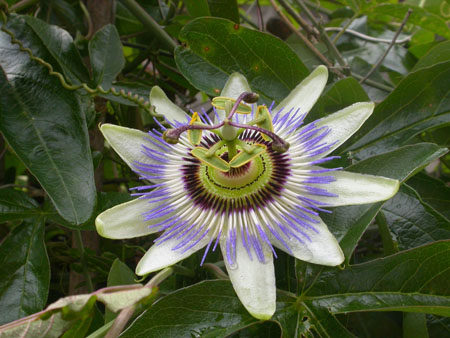 Passion-flower, Semington, Wiltshire