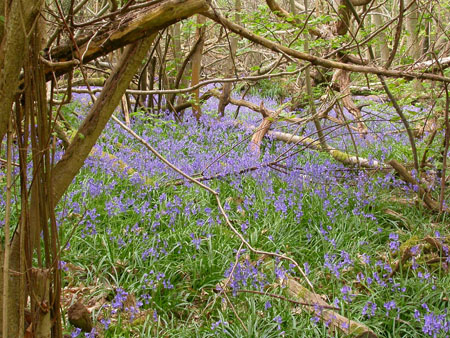 Bluebell Wood near Arundel, Sussex