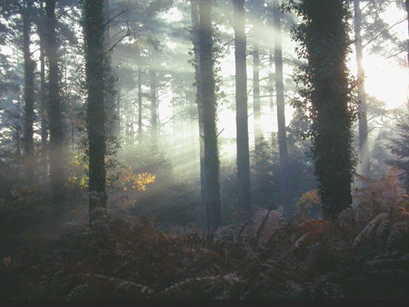 Dawn amongst the pines, New Forest