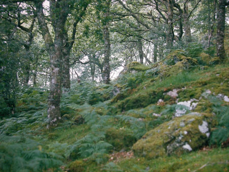 Camasaine Wood, Argyll