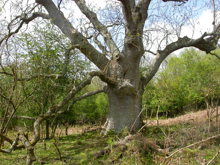 Oak in Eridge Park, East Sussex