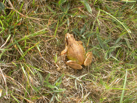 Moor Frog, Denmark