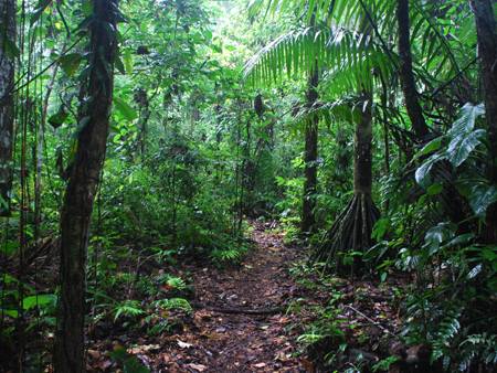 Rainforest, Sacha Lodge, Ecuador